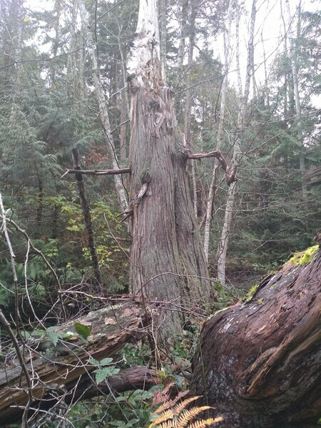 tree stump merlin pender island