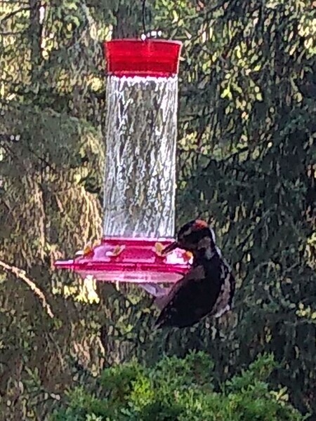woodpecker on hummingbird feeder