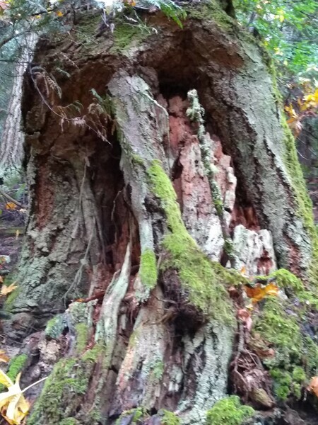 Hercules tree stump pender island