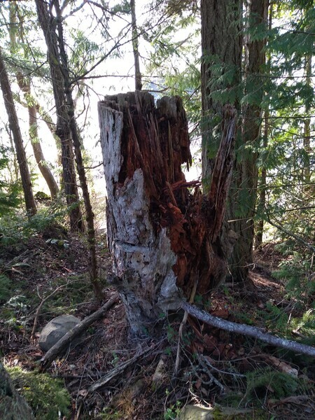 tree stump pender island