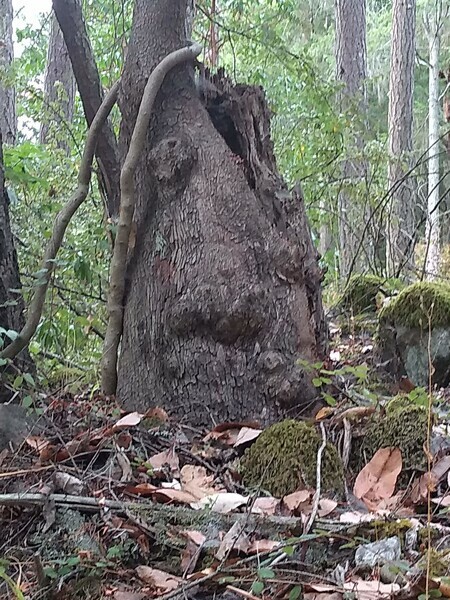 gnome tree stump pender island