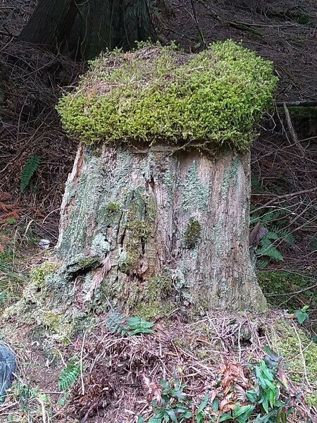 Pinocchio tree stump pender island