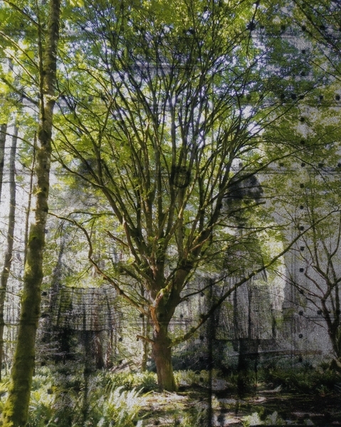 The Gatekeepers. After Image. Children of the Forest.