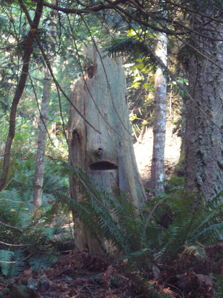 tree stump pender island